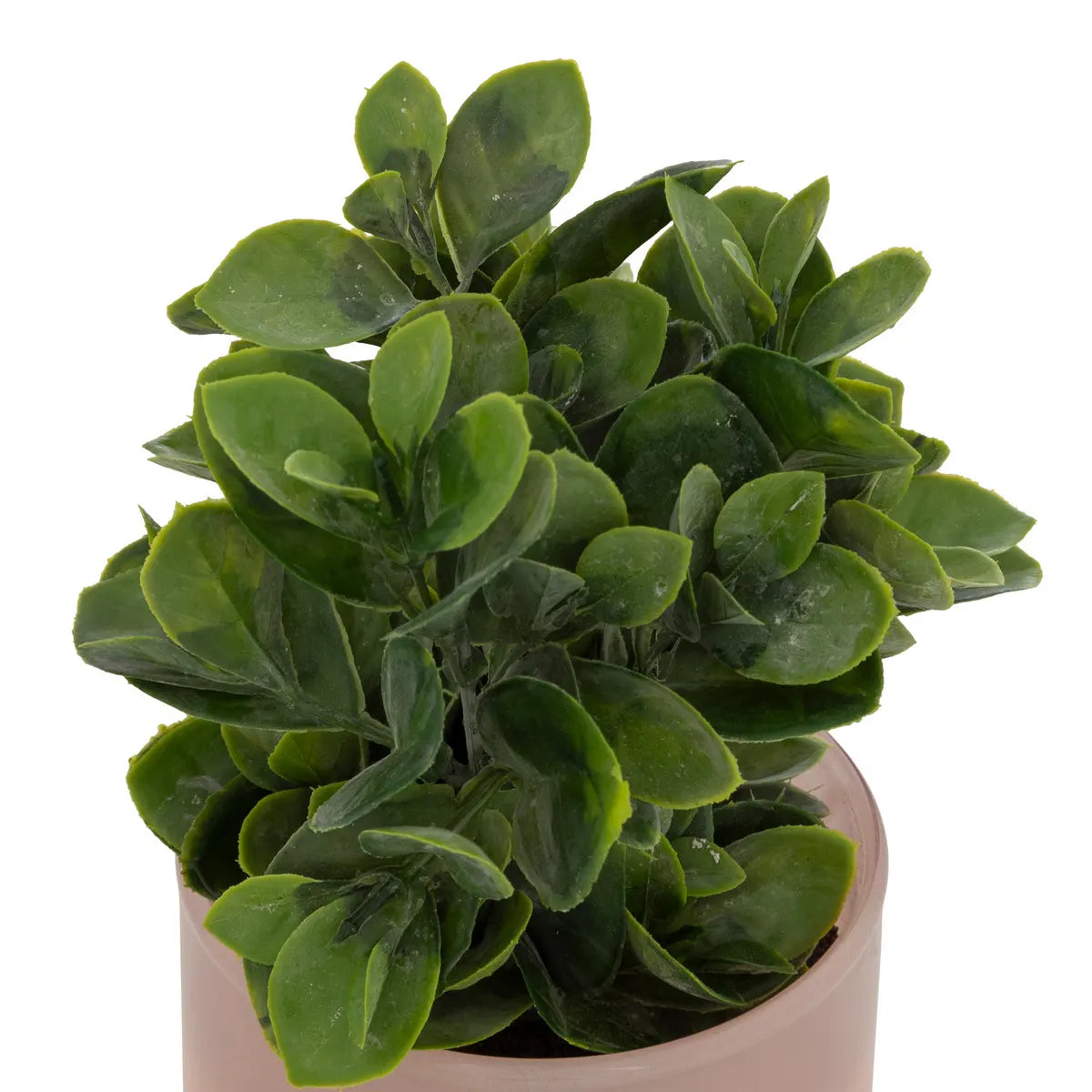 atmosphera Tayli Succulent műnövény, 18 cm, vegyes változatok