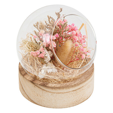 Декоративни цветя atmosphera Pria , 15 cm