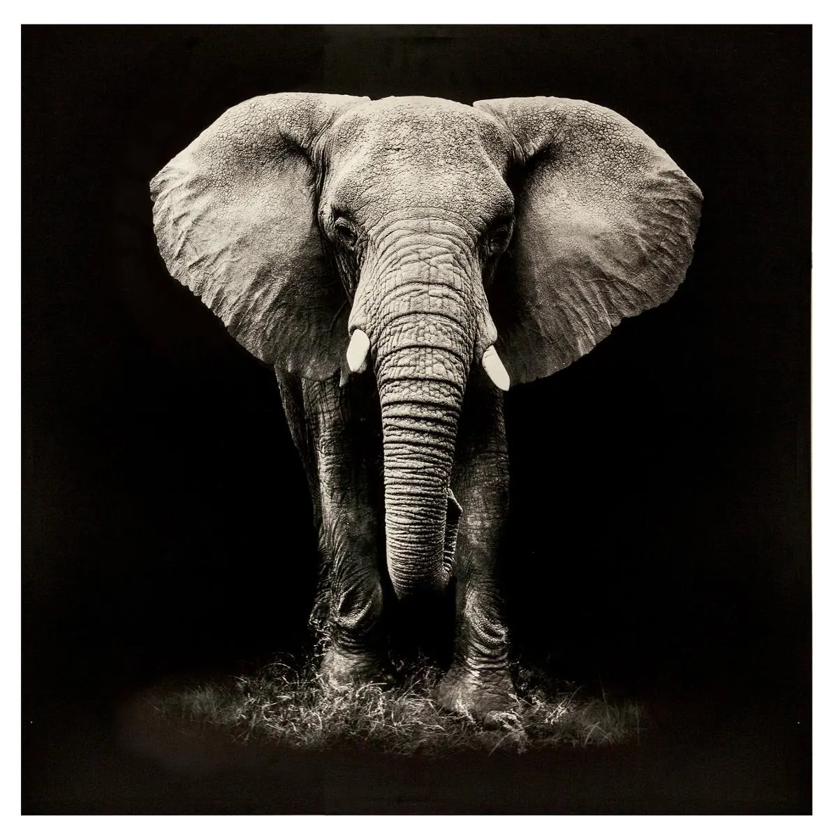 Картина atmosphera Elephant, Принт на платно 100x100 см