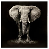 Картина atmosphera Elephant, Принт на платно 100x100 см