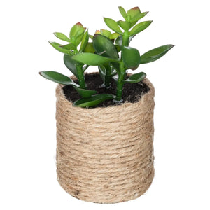Изкуствено растение atmosphera, 16 cm, Различни видове