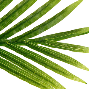 Изкуствено растение atmosphera Palm, 170 cm