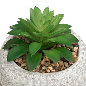 Изкуствено растение atmosphera Buddha, 13.5 cm, Различни видове