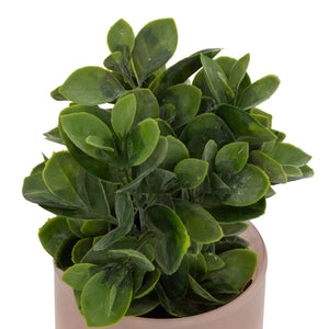 atmosphera Tayli Succulent műnövény, 18 cm, vegyes változatok