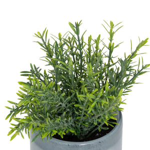 atmosphera Tayli Succulent műnövény, 18 cm, vegyes változatok